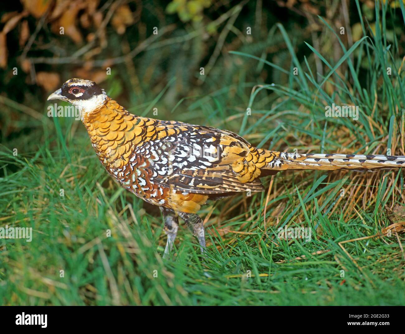 Reeves s Pheasant (Syrmaticus reevesii). Ein Männchen steht im Gras. Deutschland Stockfoto