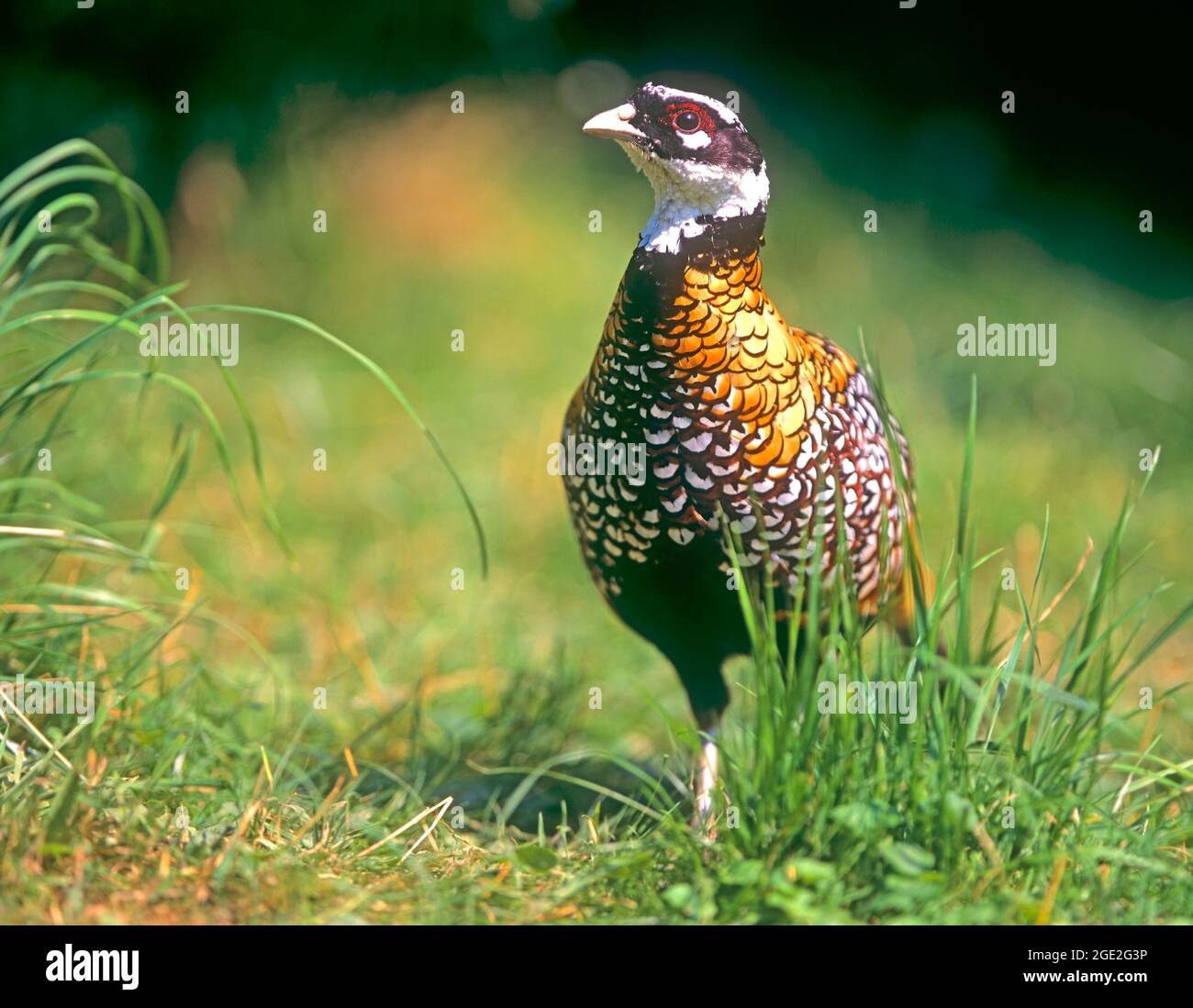 Reeves s Pheasant (Syrmaticus reevesii). Ein Männchen steht in einem Lichtpunkt. Deutschland Stockfoto