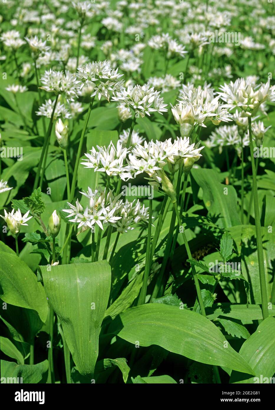 Blühende Ramsons, Holzknochen (Allium ursinum) blüht im Wald. Großbritannien Stockfoto