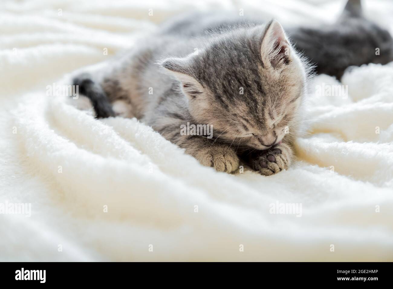 Kätzchen leckt Pfote, während sie auf einem bequemen weichen Bett liegt. Katzenrast auf weißer, weicher Decke. Stockfoto