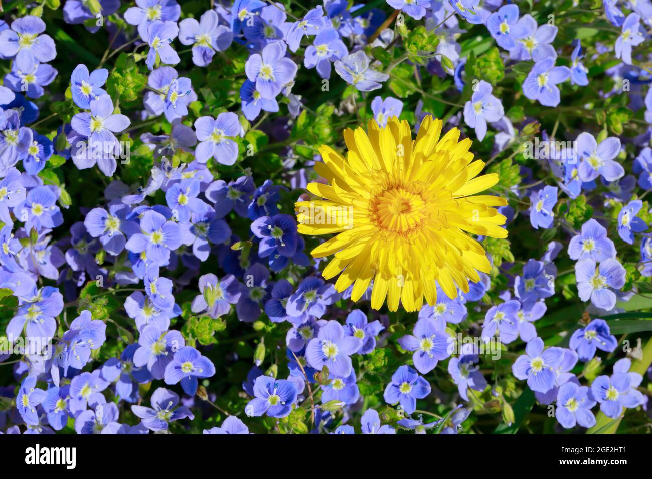 Slender Speedwell (Veronica filiformis) und Dandelion (Taraxacum). Blumen  von oben gesehen. Schweiz Stockfotografie - Alamy