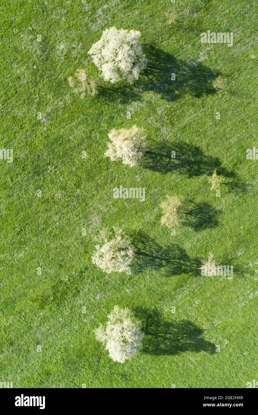 Birne, Birne (Pyrus communis). Blühende Birnenbäume im Frühling auf einer grünen Wiese aus der Vogelperspektive. Bei Neuheim im Kanton Zug, Schweiz Stockfoto