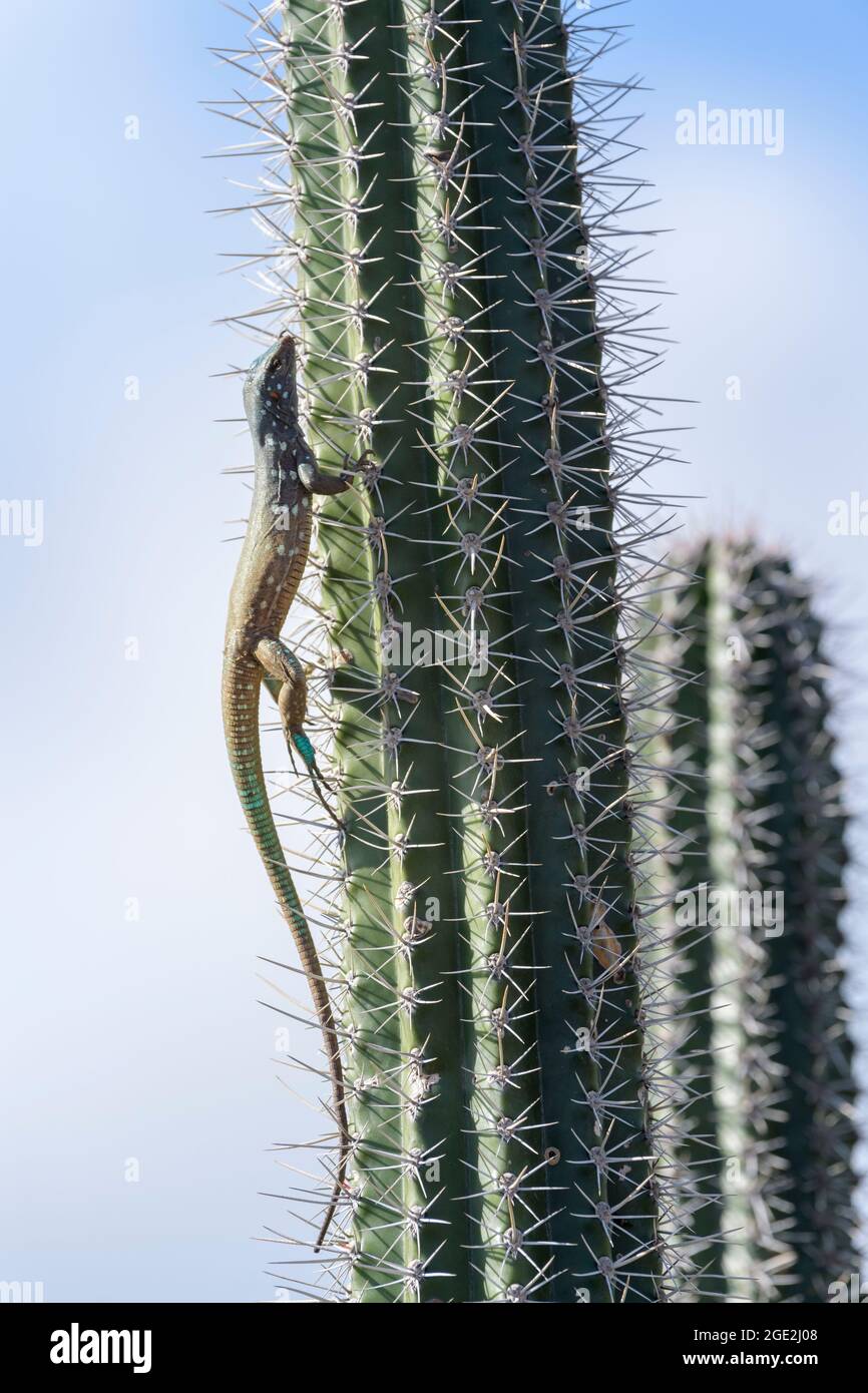Blauer Whiptail-Eidechse (Cnemidophorus murinus ruthveni), der in einen säulenförmigen Kaktus klettert, Washington Slagbaai-Nationalpark, Bonaire, niederländische Karibik. Stockfoto