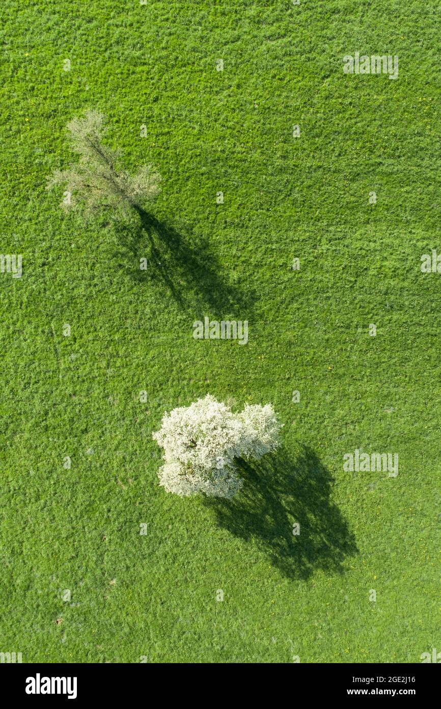 Birne, Birne (Pyrus communis). Zwei blühende Birnenbäume im Frühling auf einer grünen Wiese aus der Vogelperspektive. Bei Neuheim im Kanton Zug, Schweiz Stockfoto
