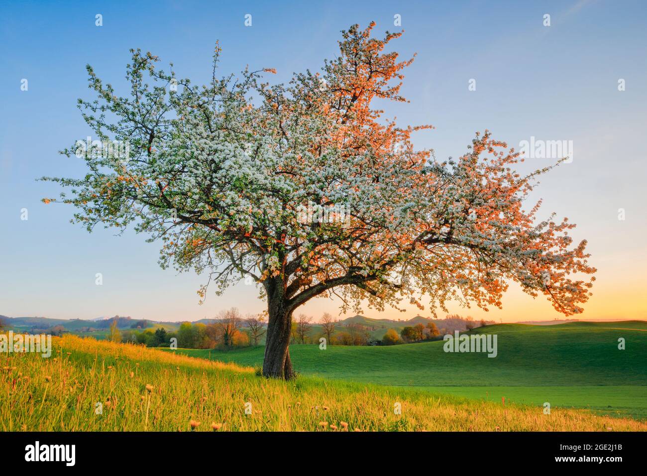 Einblühender Birnenbaum im Frühling bei Sonnenaufgang. Schweiz Stockfoto