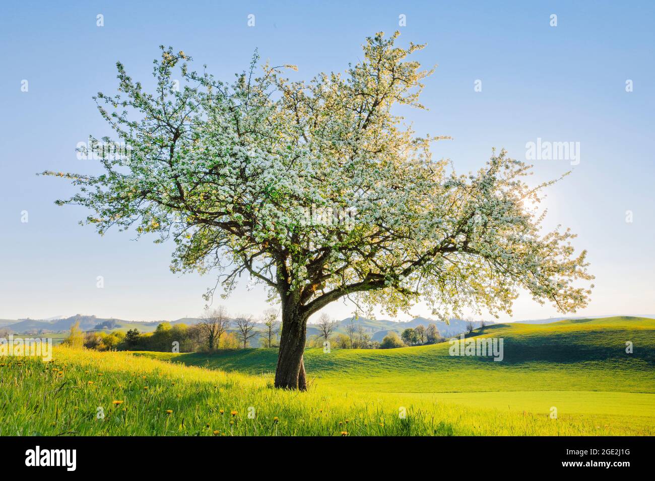 Einblühender Birnenbaum im Frühling, contre-jour. Schweiz Stockfoto