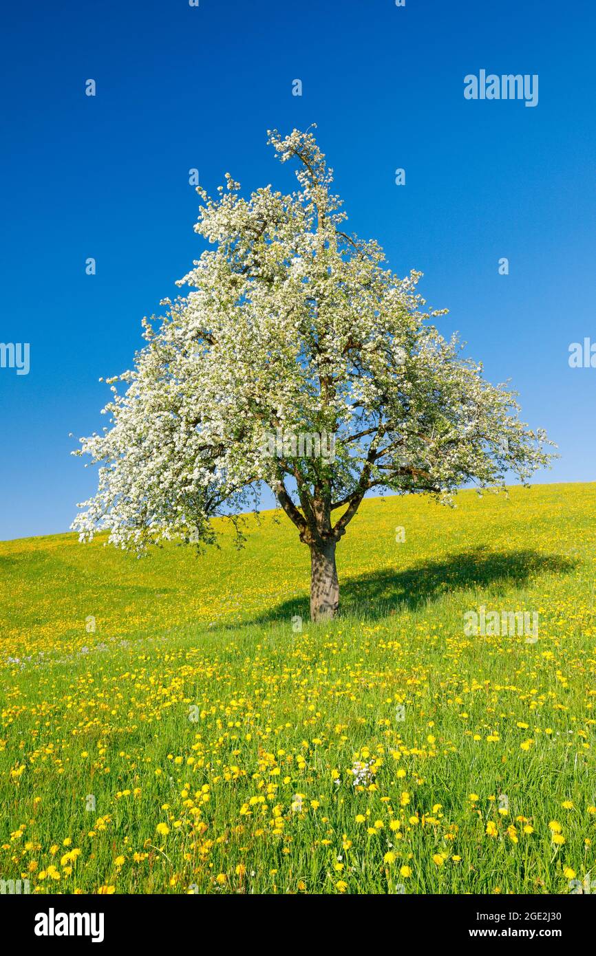 Einblühender Birnenbaum im Frühling auf einer blühenden Wiese. Zürcher Oberland, Schweiz Stockfoto