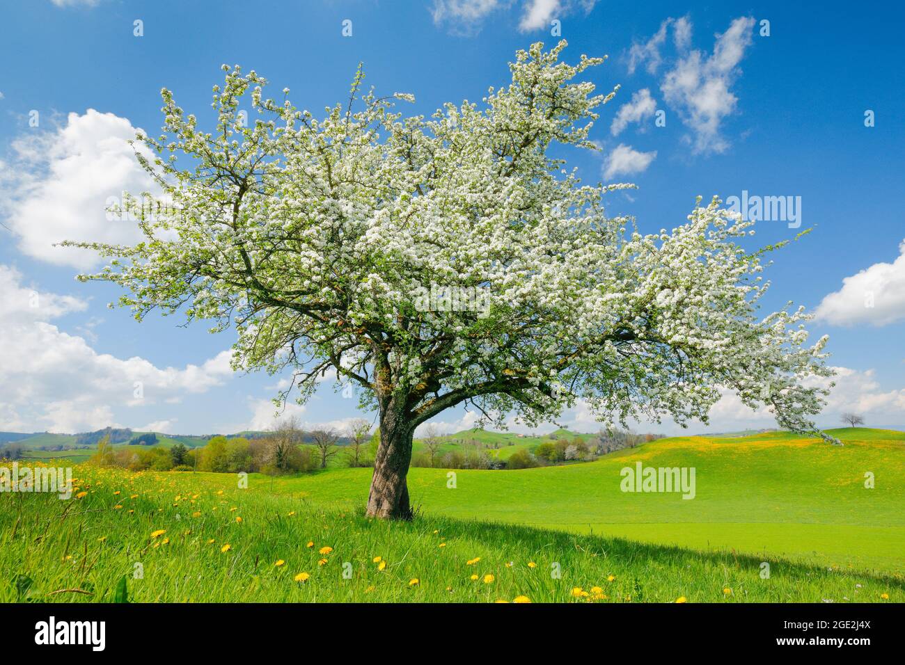 Einblühender Birnenbaum im Frühling. Schweiz Stockfoto
