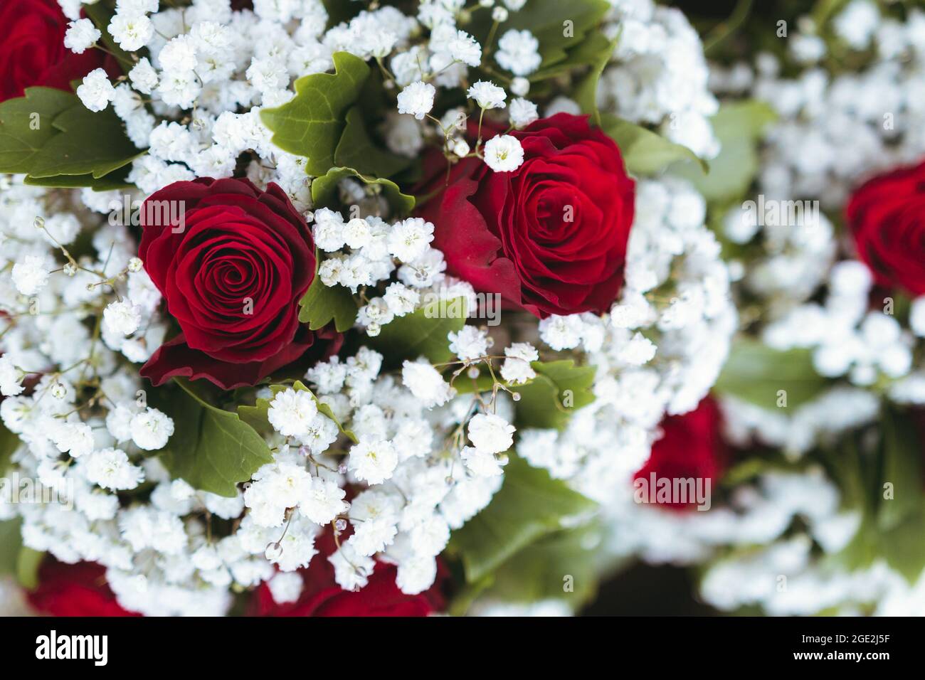 Aufnahme des Buketts aus roten Rosen und weißen kleinen Blumen zum Feiern.  Hochzeitskonzept Stockfotografie - Alamy