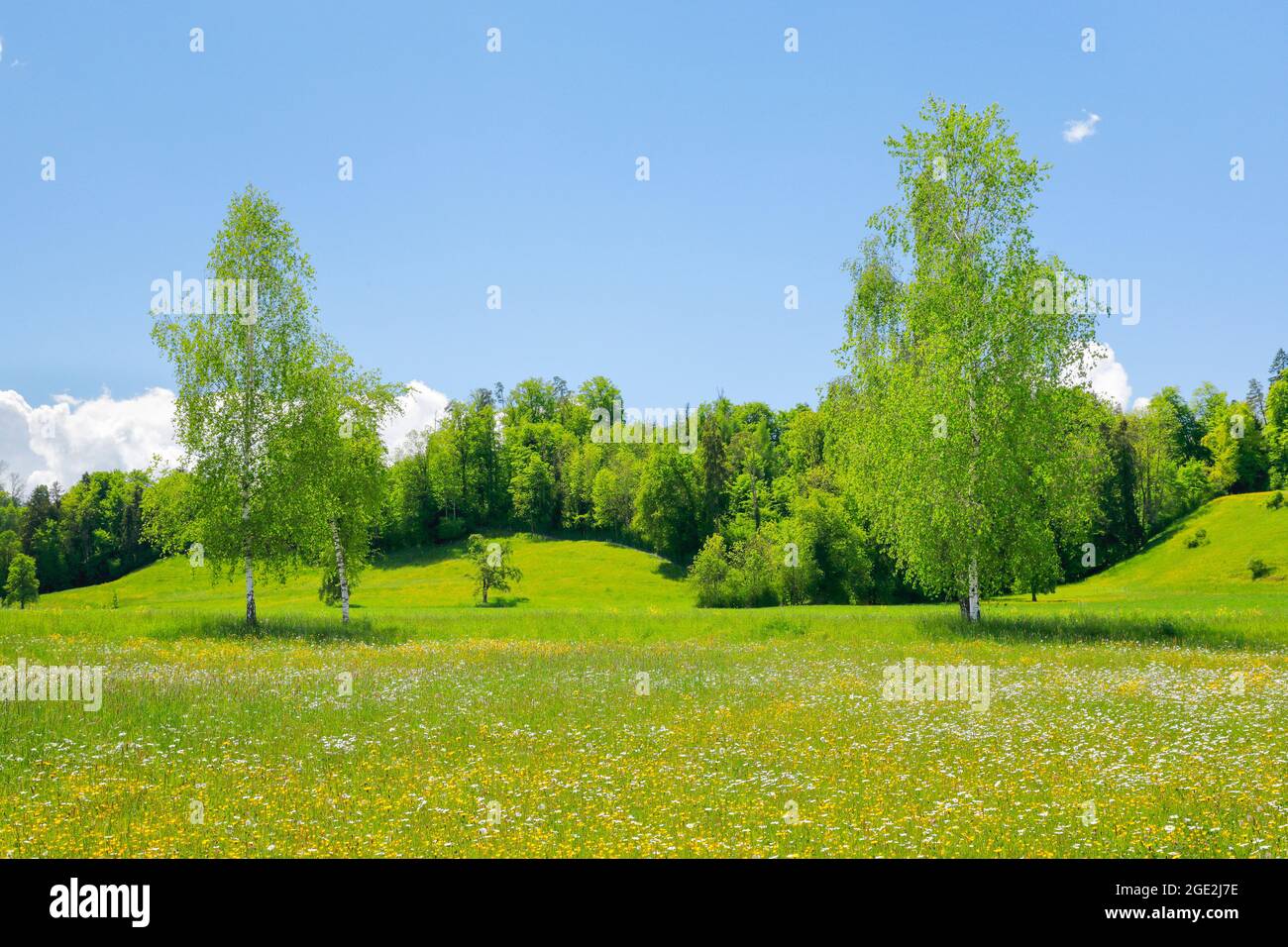 Zwei Birken im Blumenfeld bei Sonnenschein im Frühjahr, Maur im Kanton Zürich, Schweiz Stockfoto