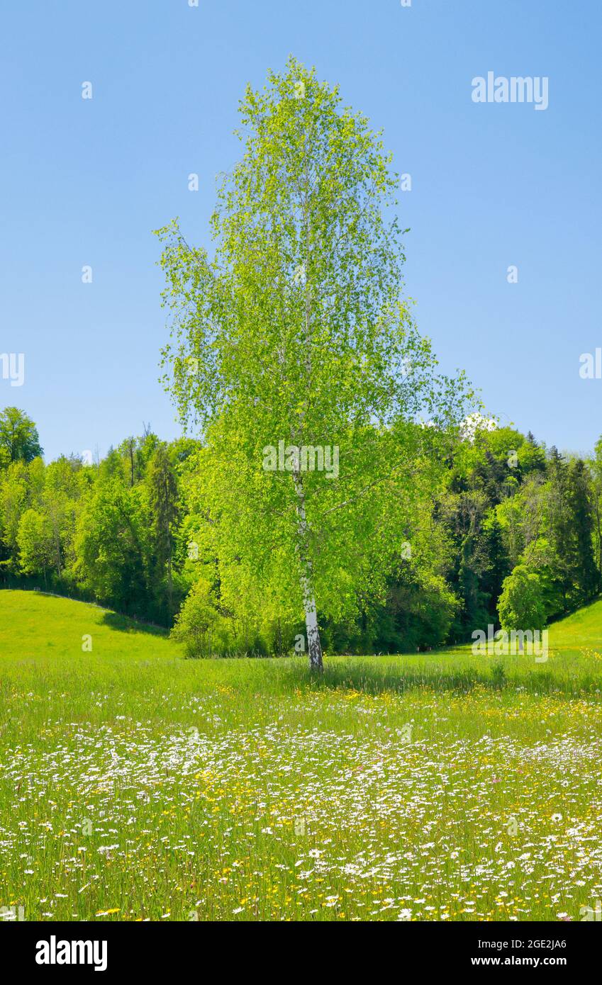 Einzelne Birke im Blumenfeld bei Sonnenschein im Frühjahr, Maur im Kanton Zürich, Schweiz Stockfoto