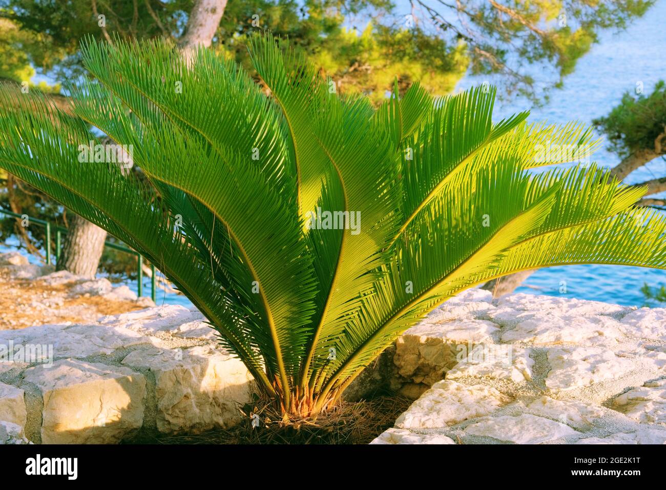 Cycas Revoluta. Üppig grüne Palmenblätter an sonnigen Tagen. Erholung, Urlaub und Reisen an der Küste. Grüne Palme im Sommer. Stockfoto