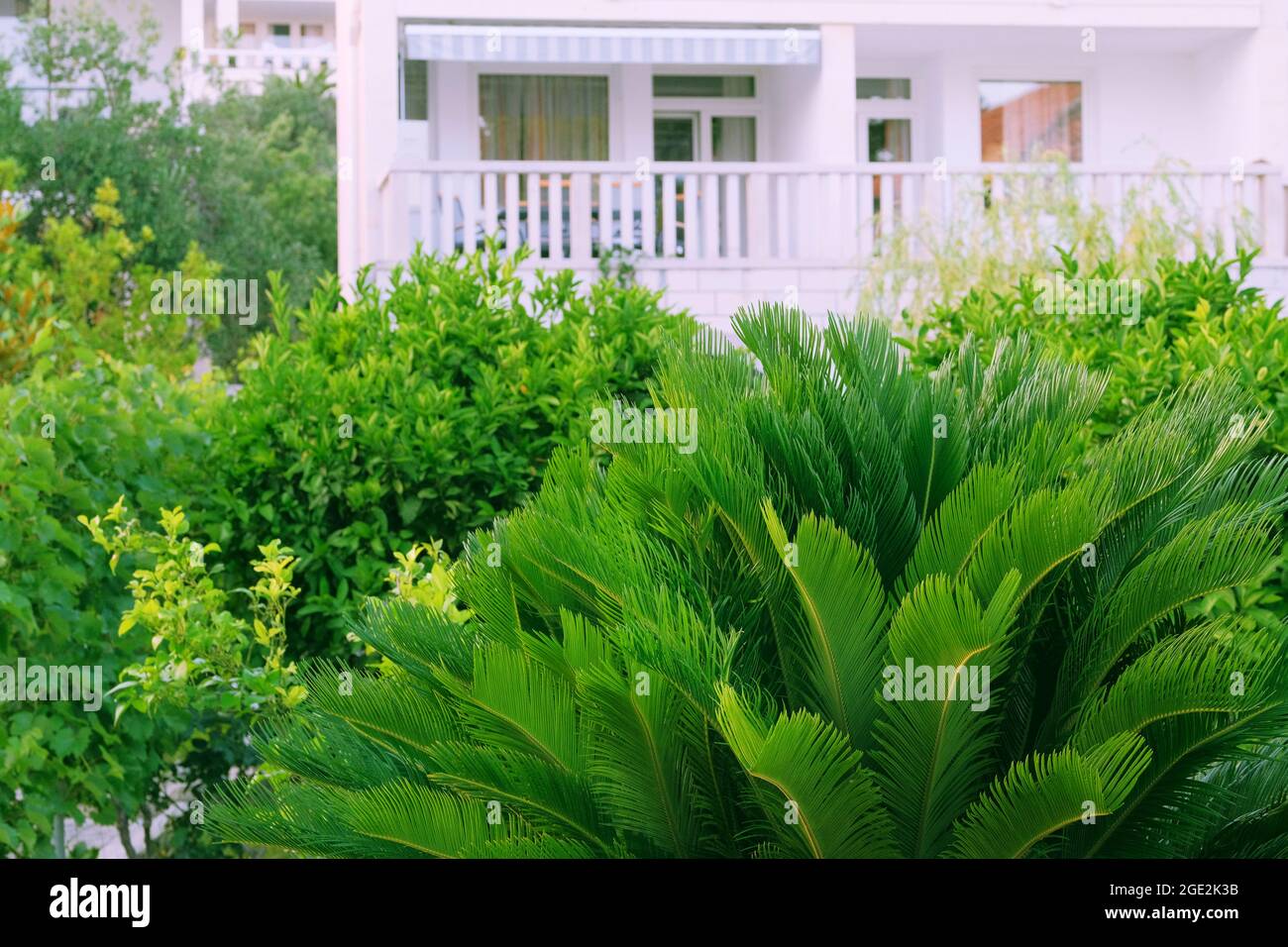 Cycas Revoluta. Grüne Palme an der Küste. Üppig grüne Palmenblätter an sonnigen Tagen. Erholung, Urlaub und Reisen an der Küste. Stockfoto
