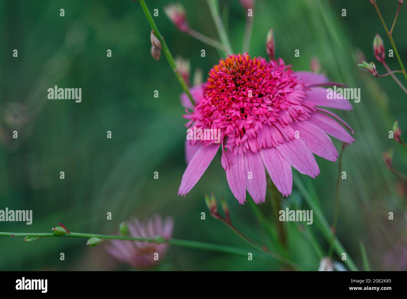 Erstaunliche Form der lila Kegelblume (Echinacea purea) Blume im Sommergarten mit grünem Hintergrund Stockfoto