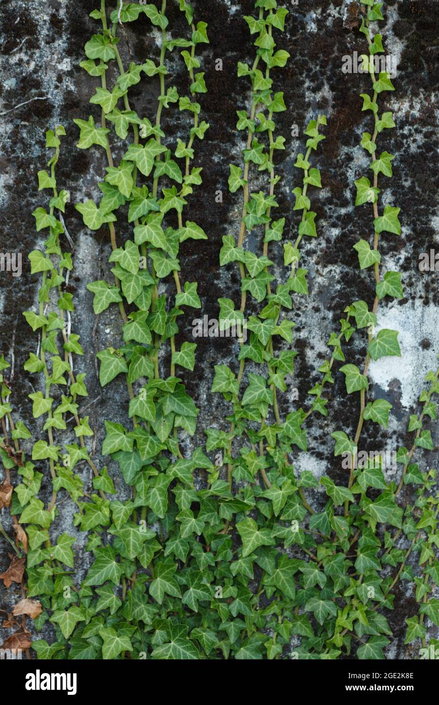 Winterharte, grüne Triebe wilder englischer Efeu (Hedera Helix) immergrüner Pflanze, die während der Sommersaison auf strukturierte Betonwände klettert Stockfoto