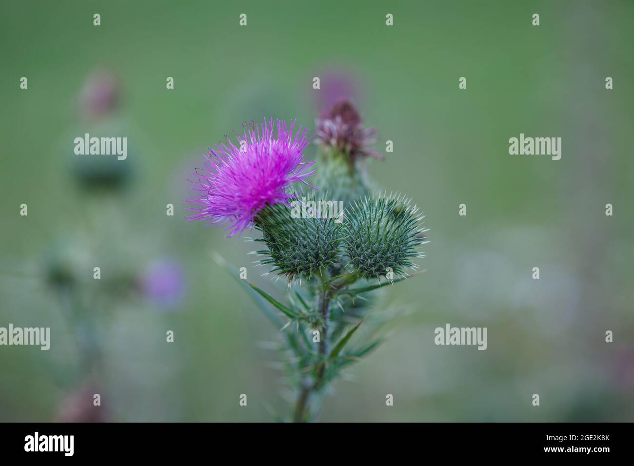 Stachelige rosa violette Blüten der Distel (Cirsium vulgare) Unkrautpflanze auf der Wildwiese in Waadt, Schweiz Stockfoto