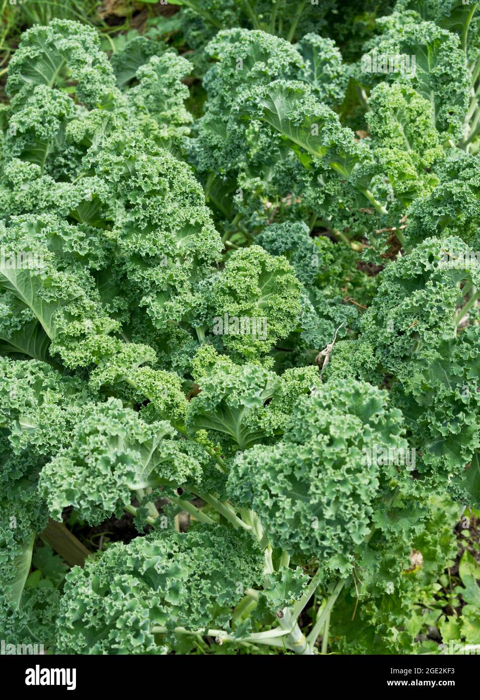 Kale wächst im Garten. Stockfoto
