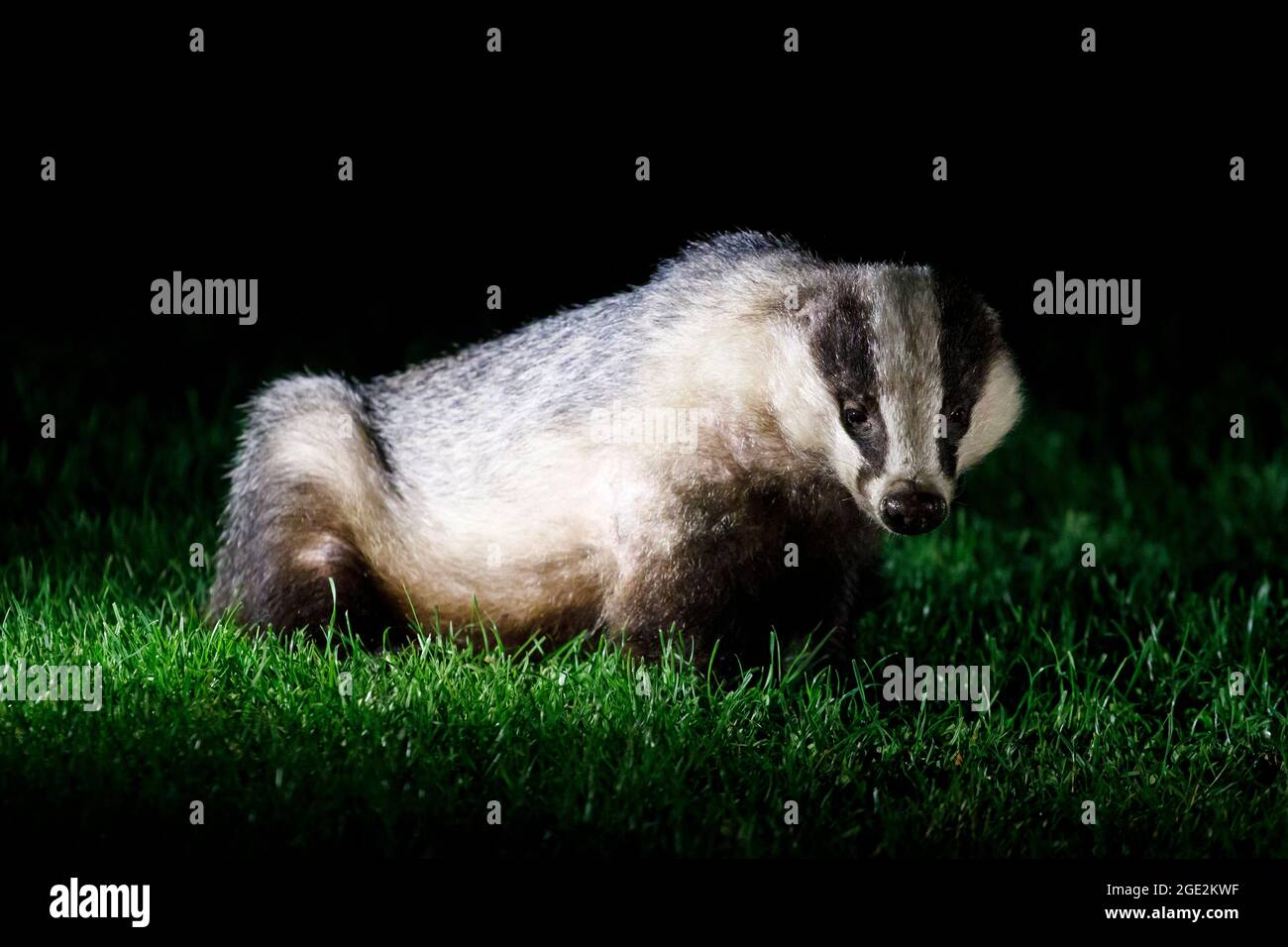 Ein europäischer Dachs (Meles meles) in der Nacht in einem Garten in Sussex, Großbritannien Stockfoto