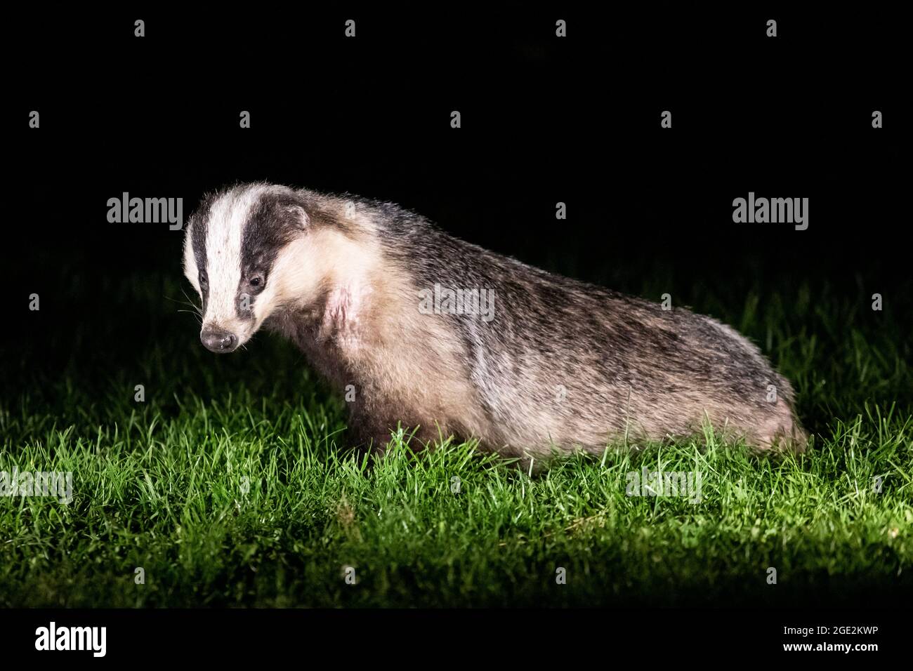 Ein europäischer Dachs (Meles meles) in der Nacht in einem Garten in Sussex, Großbritannien Stockfoto
