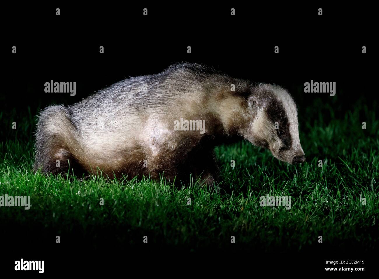 Ein europäischer Dachs (Meles meles) in der Nacht in einem Garten in Sussex, Großbritannien Stockfoto