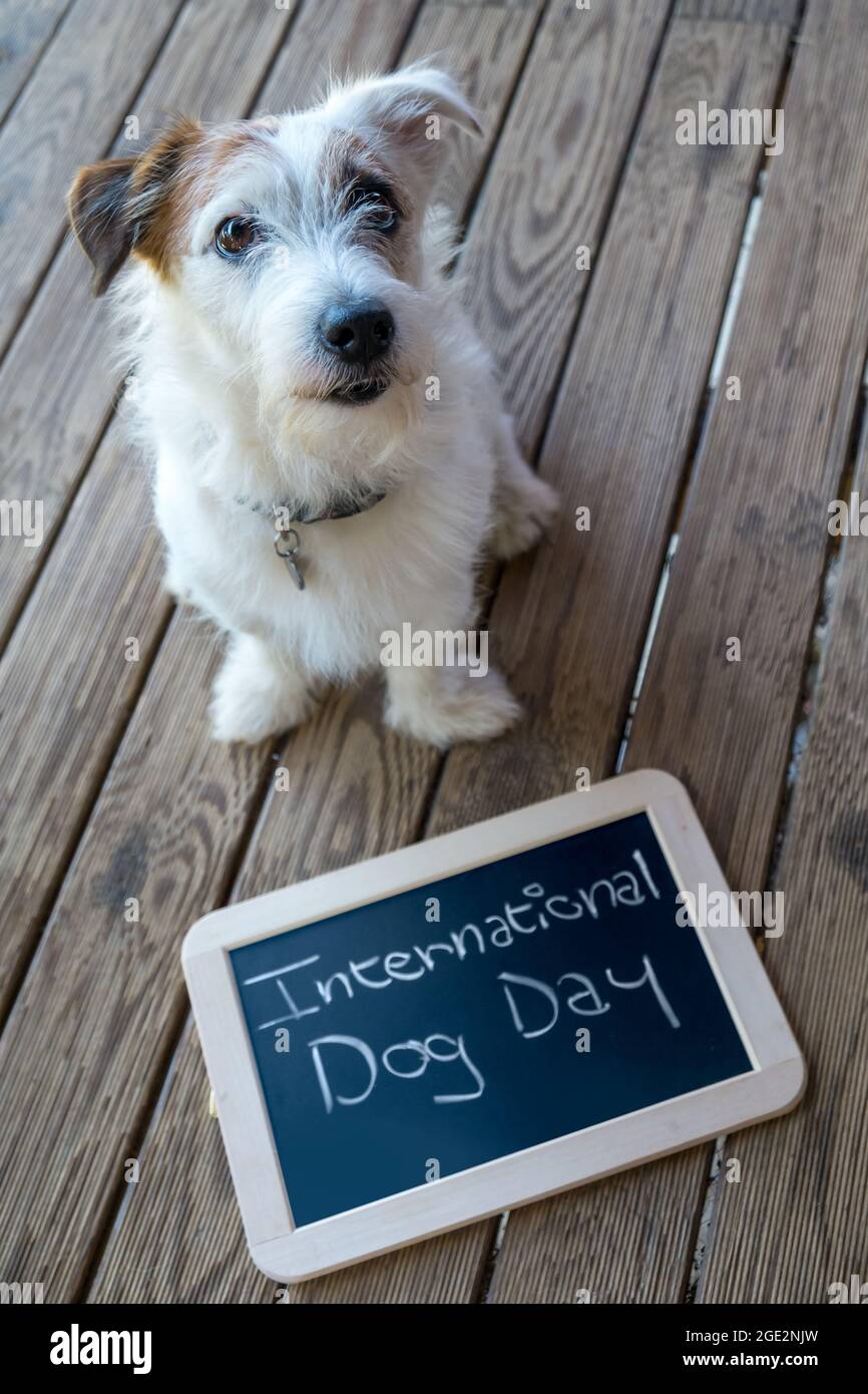 Der süße Jack Russel posiert für den Internationalen Hundetag im Social Kalender. Schöner weißer Hund, Welpe, Holzboden zum Feiern Stockfoto