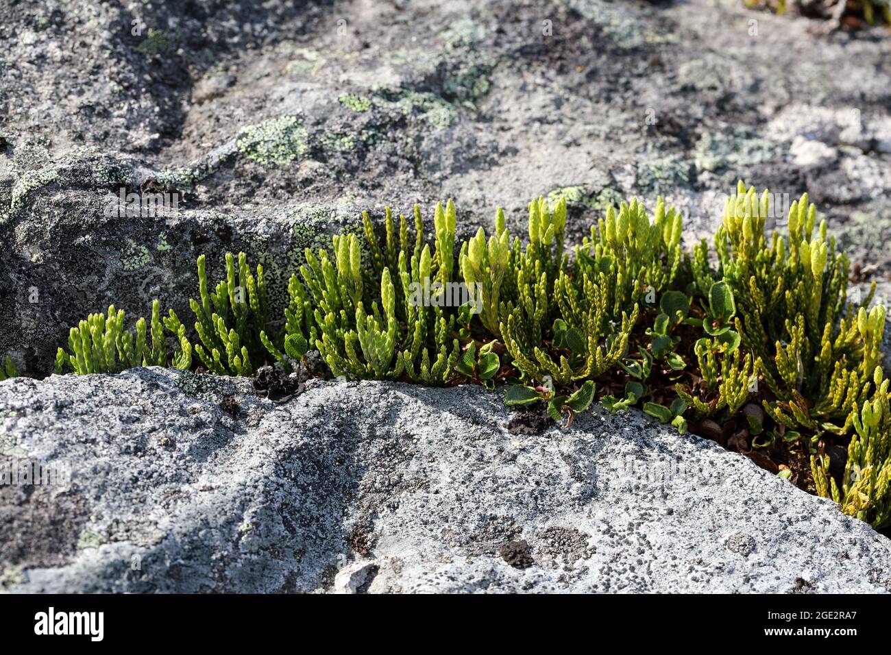 Alpenclubmoos Stockfoto