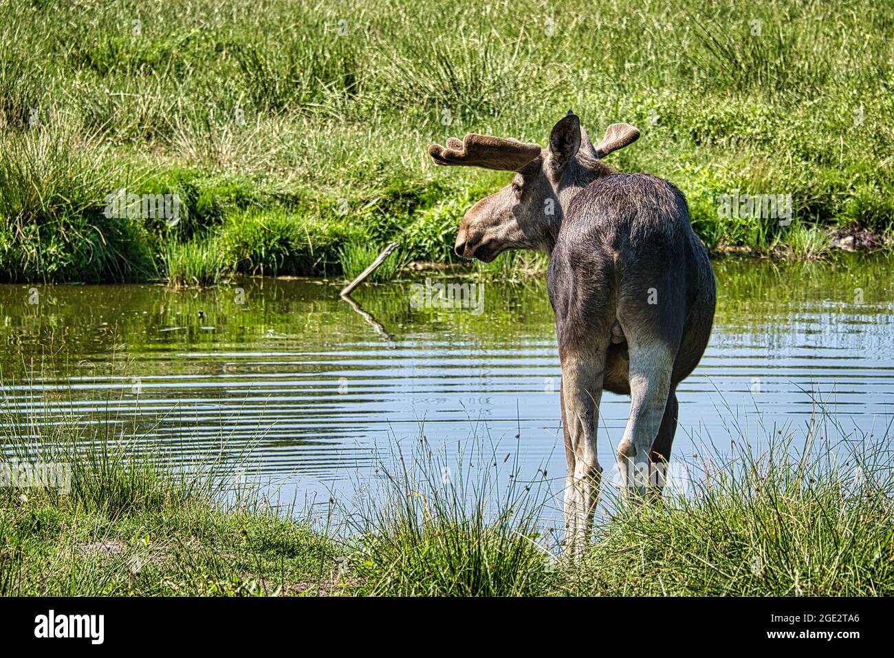 Wer in freier Wildbahn einen Elch treffen durfte, wird diese Erfahrung nicht vergessen. Sehr beeindruckende Tiere. Diese wurden in Schweden gesehen Småland. Stockfoto