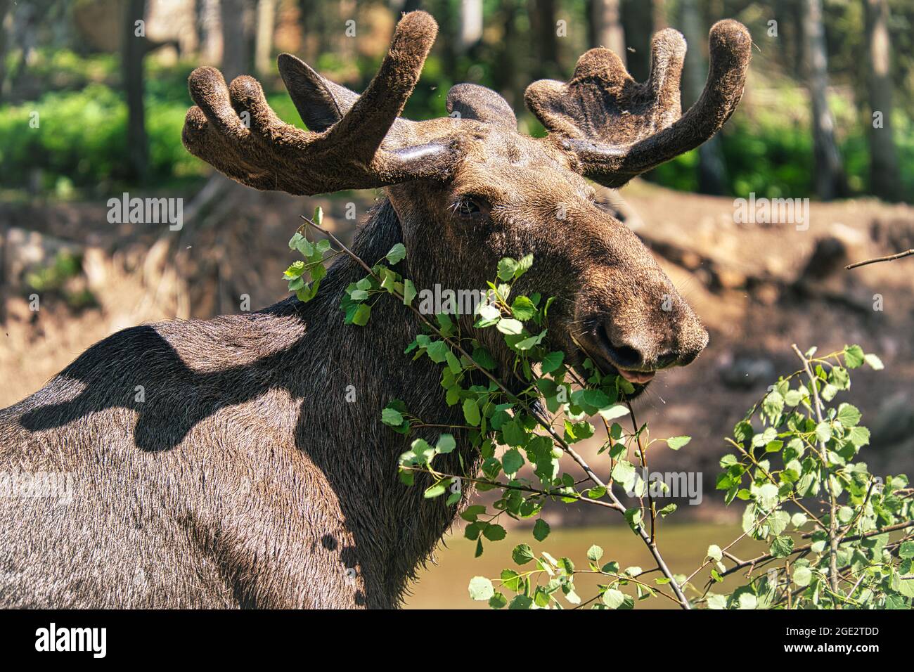 Wer in freier Wildbahn einen Elch treffen durfte, wird diese Erfahrung nicht vergessen. Sehr beeindruckende Tiere. Diese wurden in Schweden gesehen Småland. Stockfoto