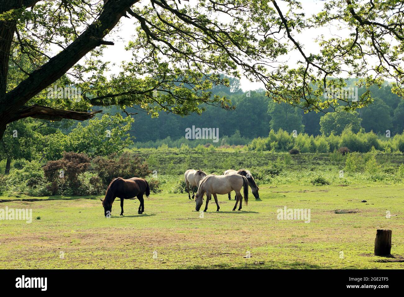 Pferde, die auf Hothfield Common, Hothfield, Ashford, Kent, England grasen, Vereinigtes Königreich Stockfoto