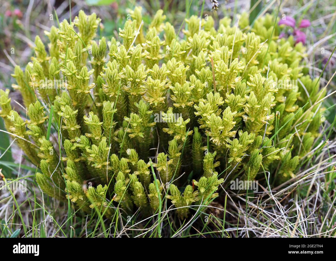 Nördliches Firmoos Stockfoto