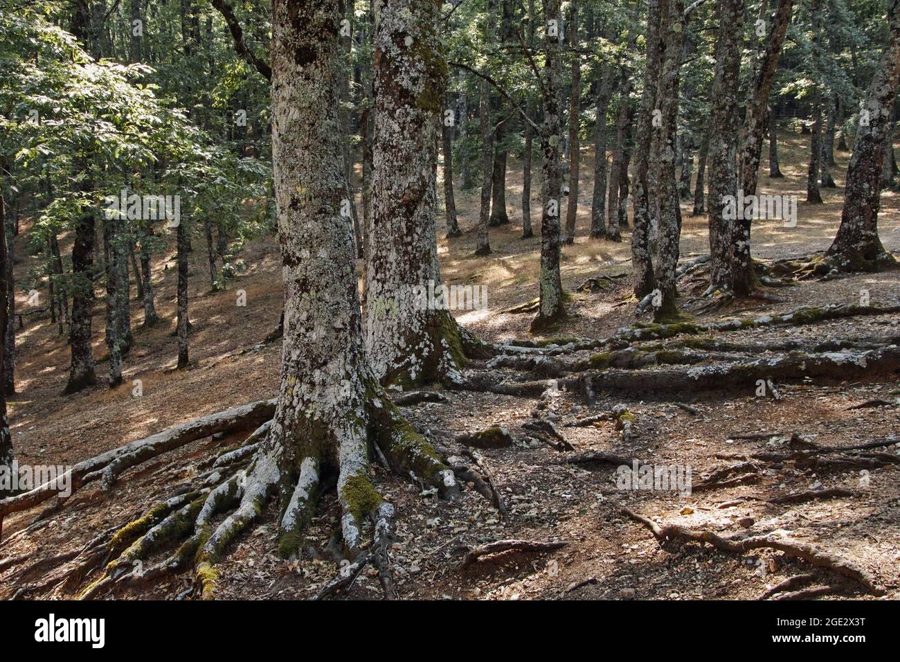 Alte Puteneichen mit Wurzeln, die aus dem Boden in einem Wald, Latium, Italien Stockfoto