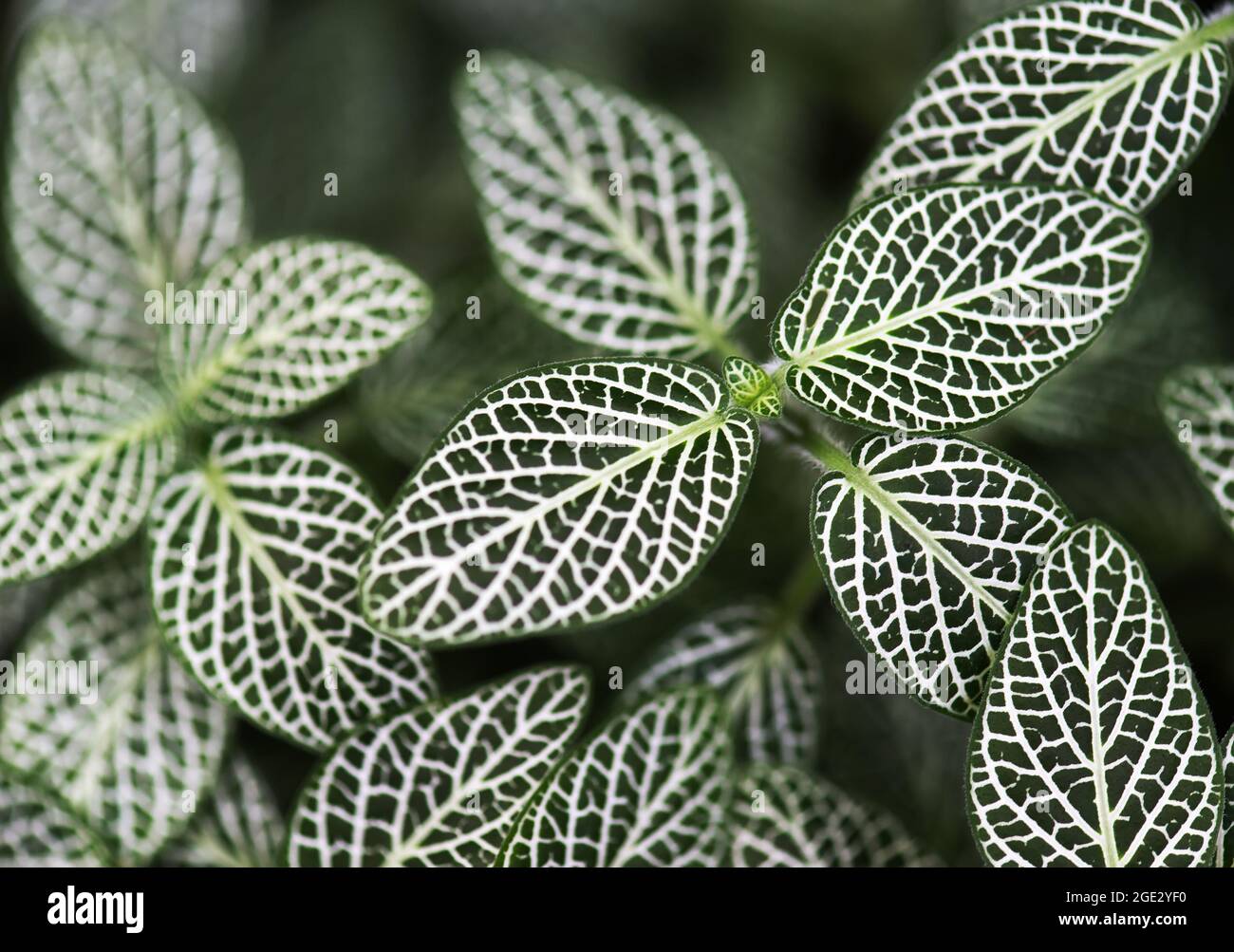 Dunkelgrüne Blätter Hintergrund. Nervenpflanze oder Fittonia albivenis Blätter, natürliche organische Hintergrund Stockfoto