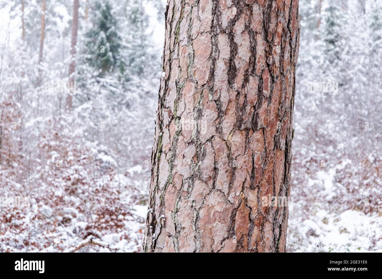 Kiefer und Rinde (Nadelbaum, Pinus, Pinoideae) im Winter in einem verschneiten Wald in Deutschland, Europa Stockfoto