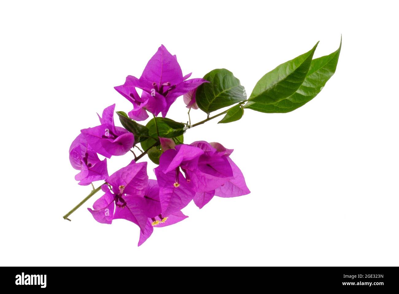 Bougainvillea glabra Choisy Blume isoliert auf weißem Hintergrund Stockfoto
