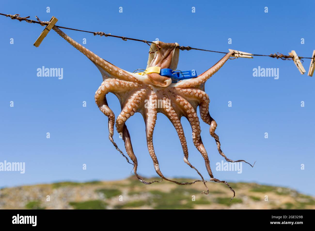 Ein kleiner Octopus, der in der Sonne in Mochlos, Kreta, trocknet Stockfoto
