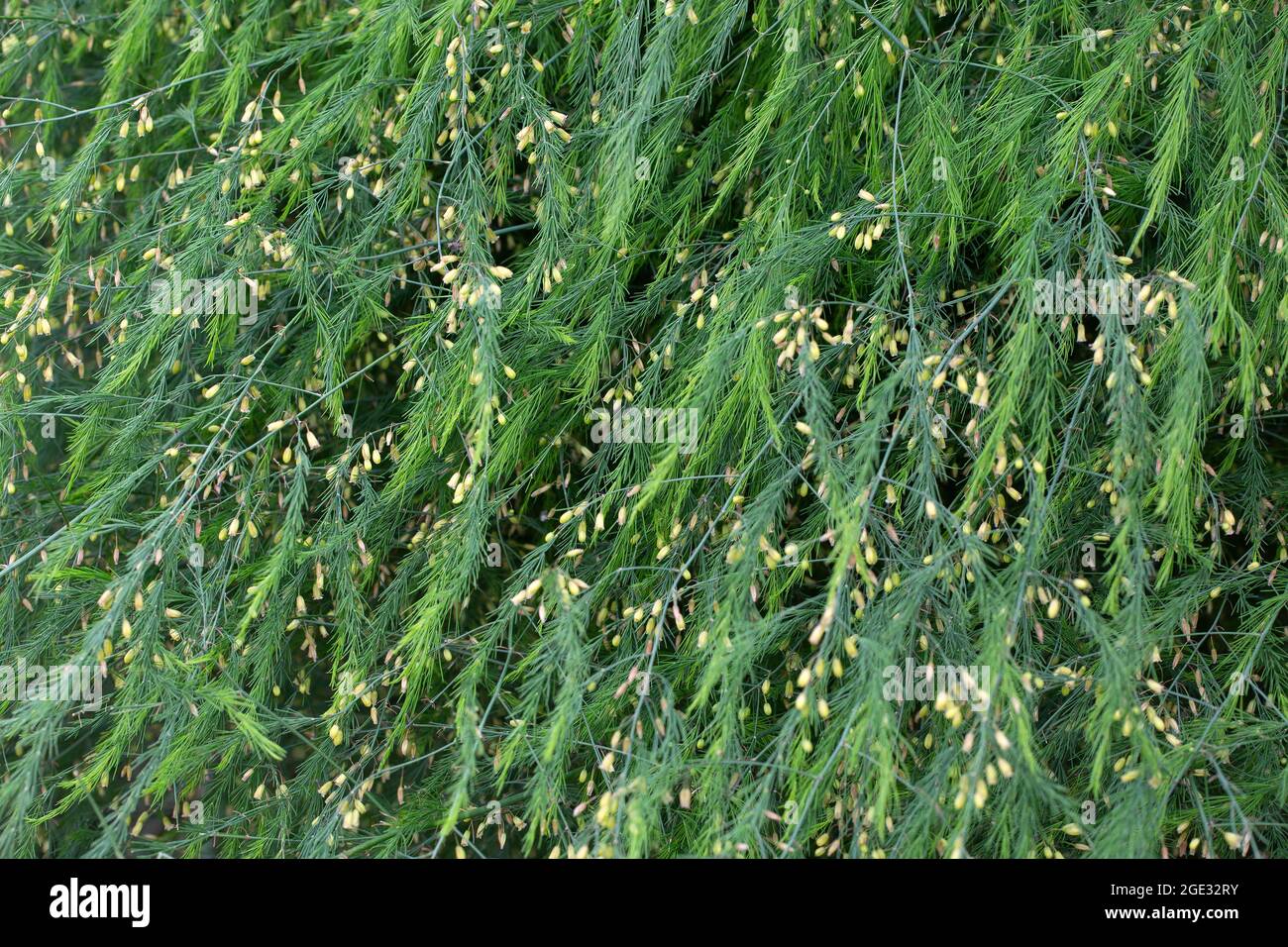 Spargel (Spargel officinalis), Blätter, Knospen und Blumen Stockfoto