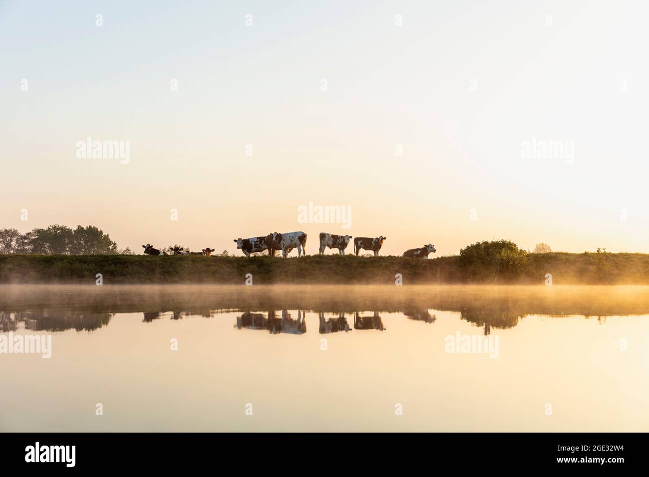 Niederlande, Kortenhoef. Hilversums Kanaal. Kühe. Sonnenaufgang. Stockfoto