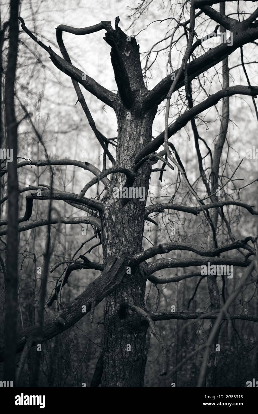 Schwarz-weißes Bild eines verbrannten Kiefernwaldes nach einem starken Feuer. Ein gruseliger Halloween-Look. Stockfoto