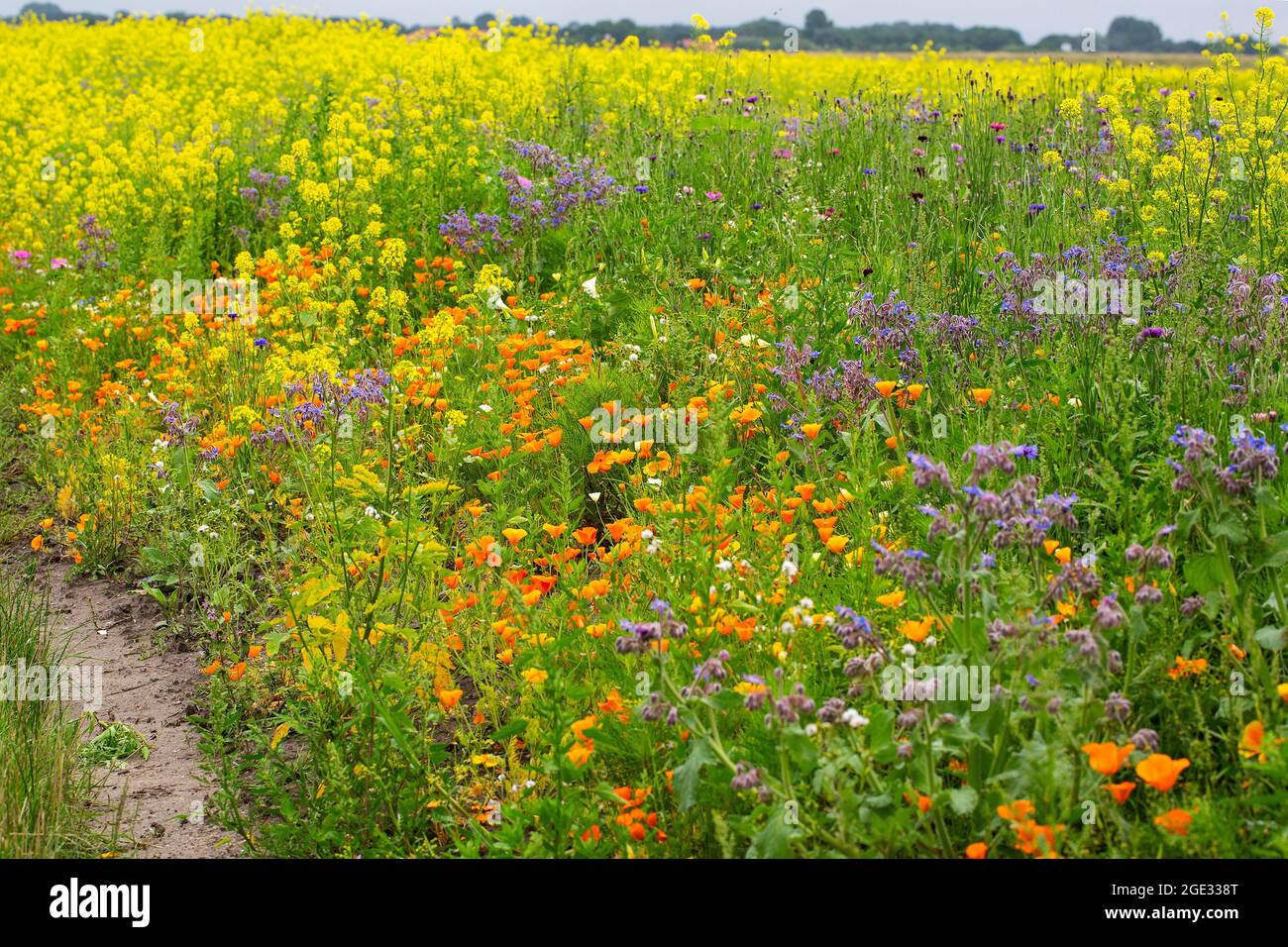 Streifen von Blumen entlang landwirtschaftlicher Parzelle Stockfoto
