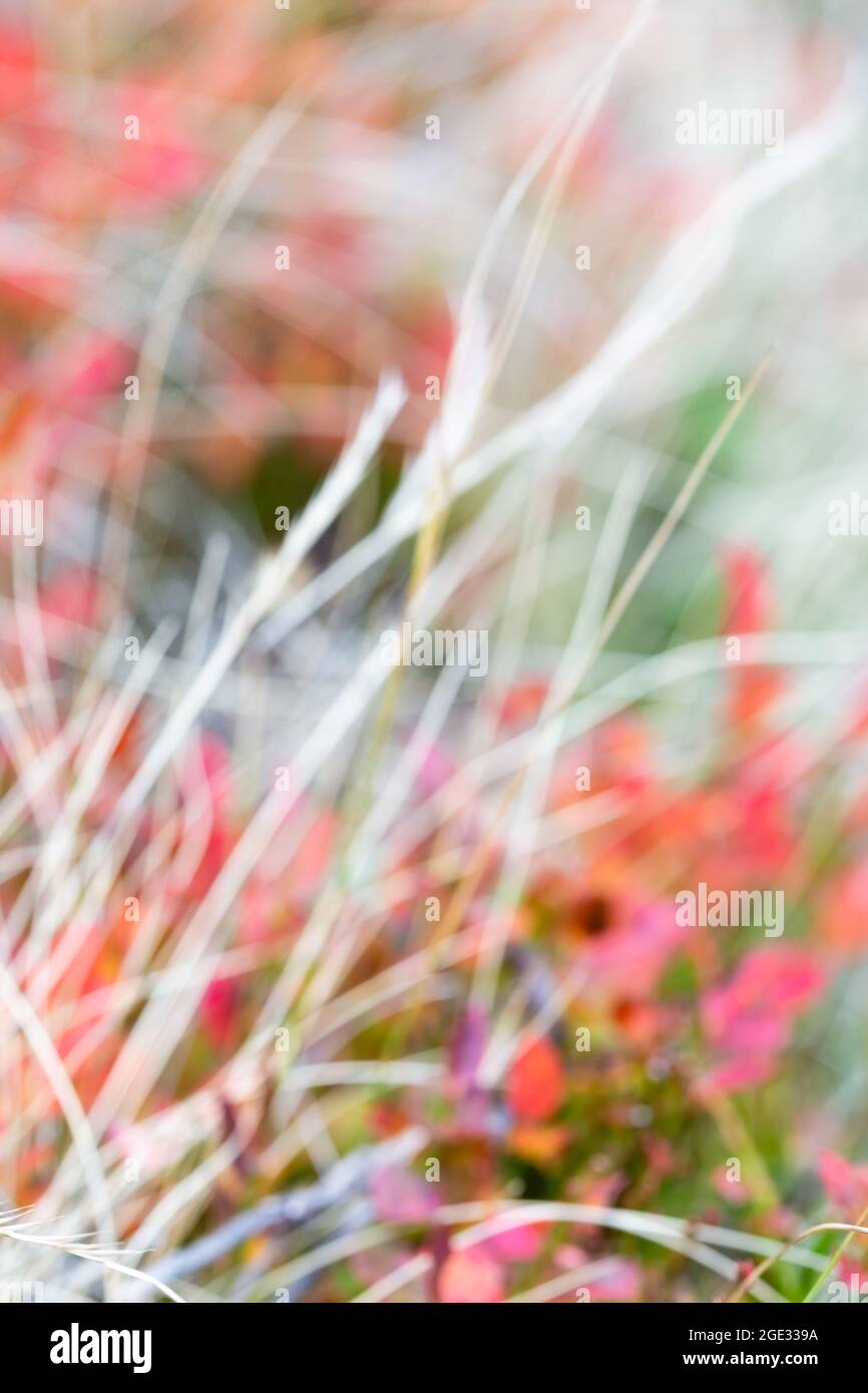 Schöne verschwommene Herbst Hintergrund mit wildem Gras und Heidelbeer Büsche.Wallpaper.Landscape.Abstract. Stockfoto