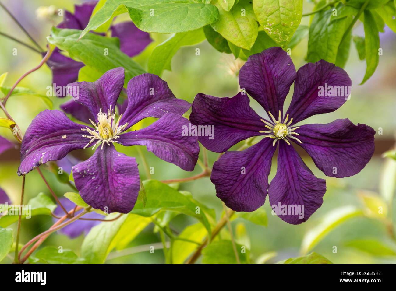 Clematis viticella 'Etoille Violette', eine Kletterpflanze mit reichlichen violetten Blüten im Sommer, Großbritannien Stockfoto