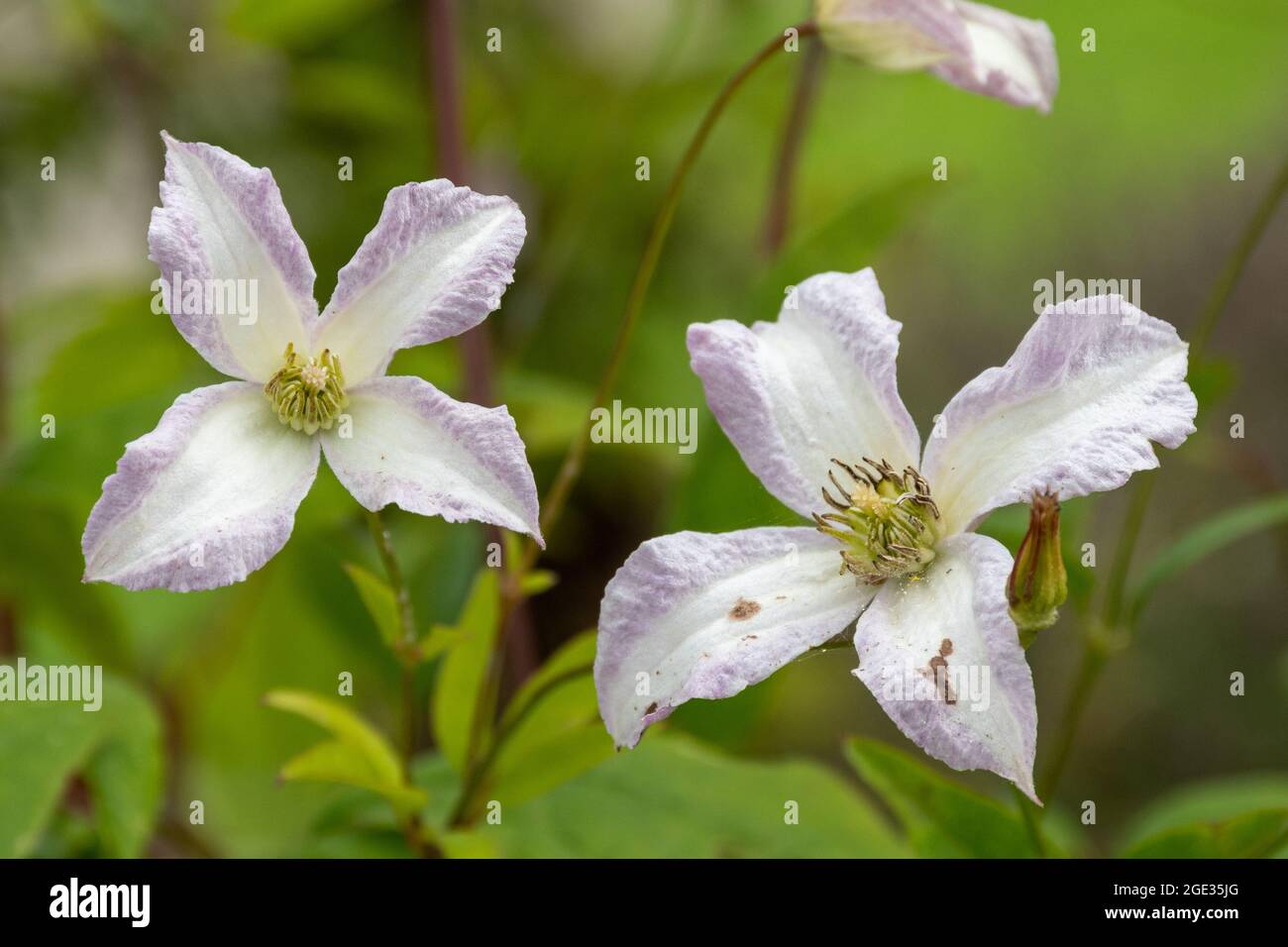 Clematis viticella 'Little Nell', eine Kletterpflanze mit weißen Blüten, die im Sommer mit einem blassen, malvenrosa Rand umrandet sind Stockfoto