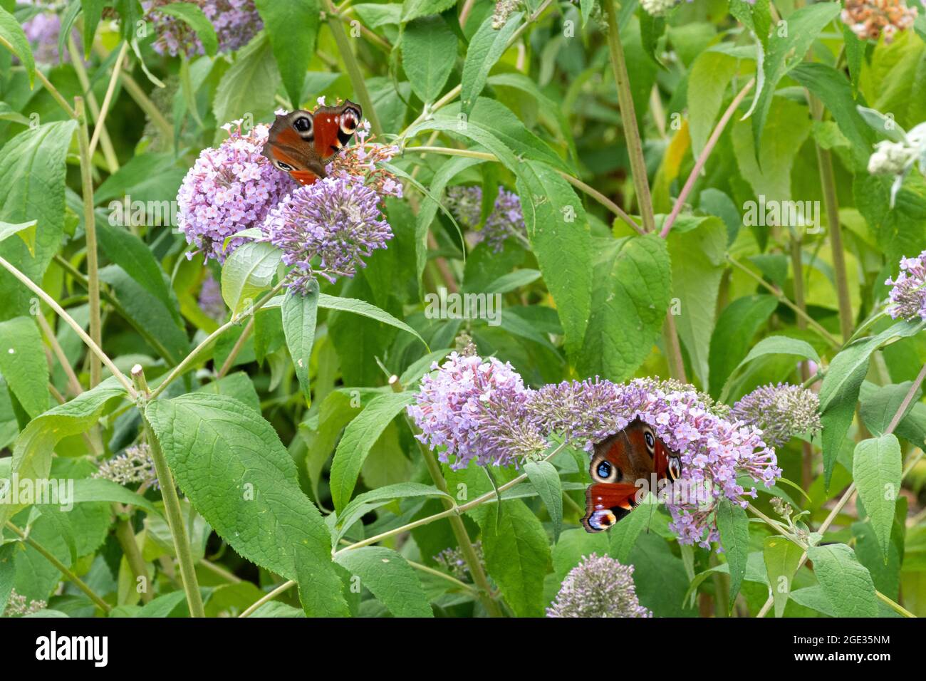 Pfauenfalter (Aglais io), die an Buddleja davidii-Blüten, auch Schmetterlingsbusch genannt, im Sommer oder August, Großbritannien, nectaring on Buddleja davidii Flowers Stockfoto