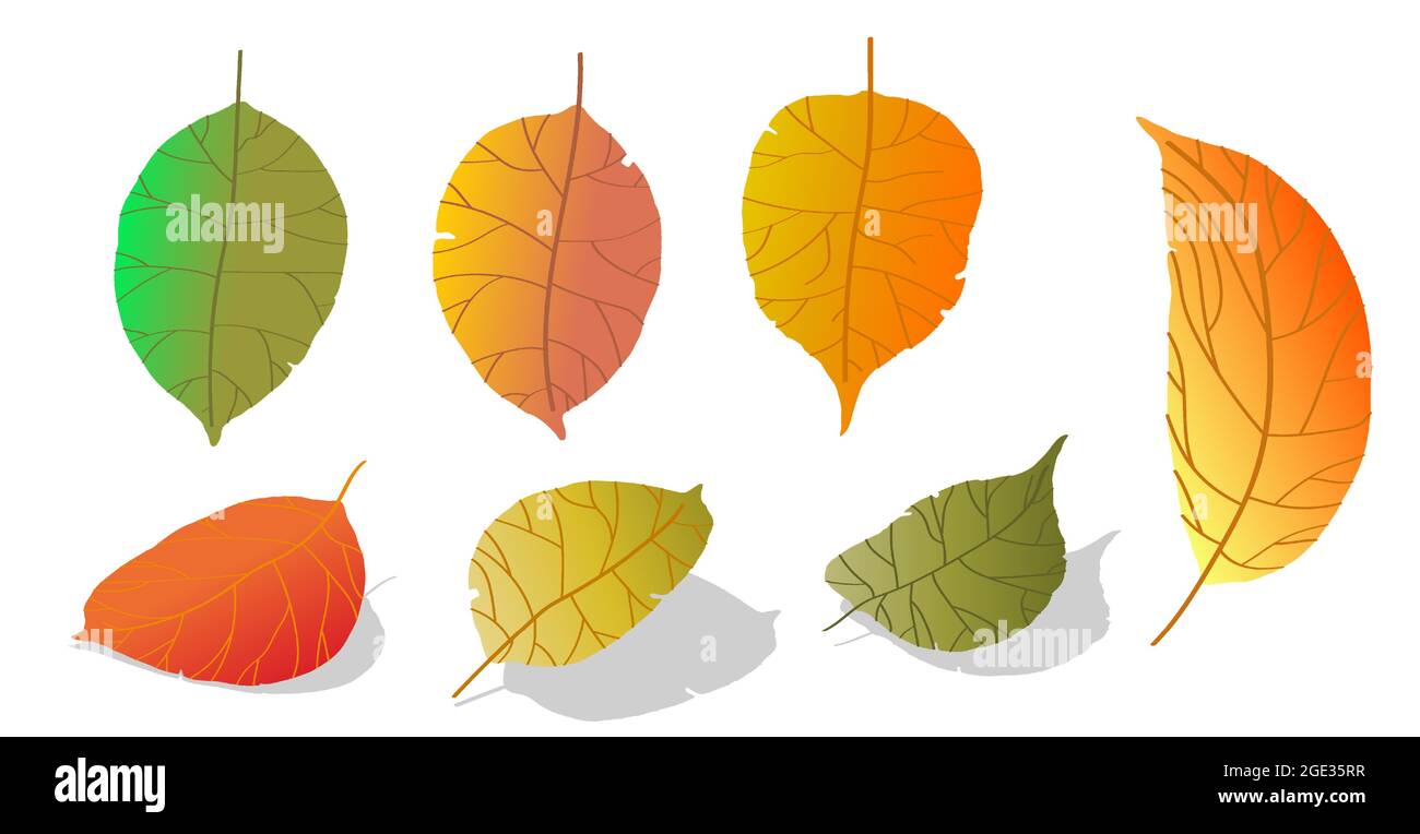 doodle Gradient Apfelbaum Blätter isoliert auf weißem Hintergrund. Herbst  fallen Blätter von Apfelbaum. Ernte. Vektor Stock-Vektorgrafik - Alamy