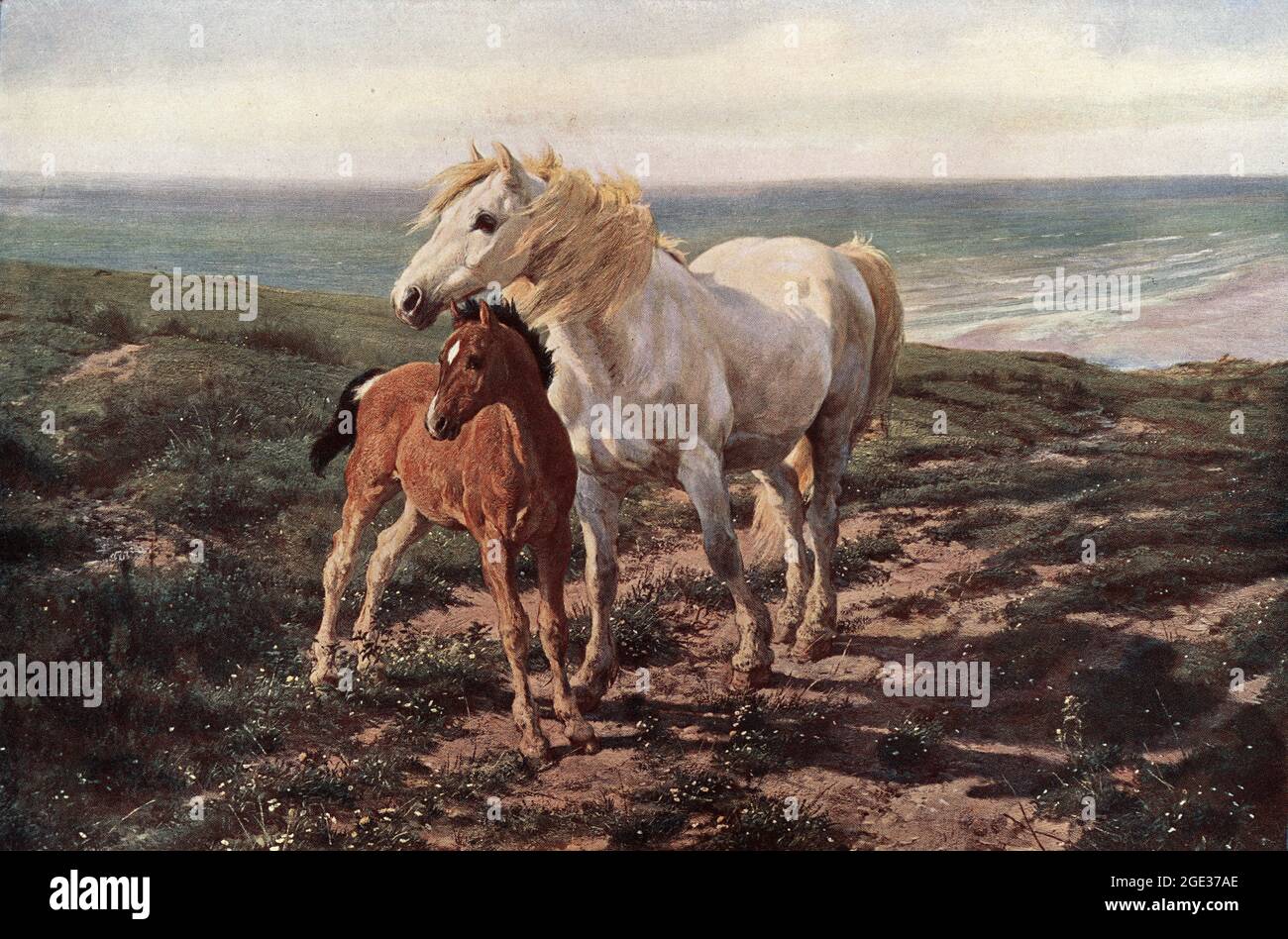 Mutter und Sohn, nach dem Gemälde von Henry William Banks Davis, Weiße Stute, braunes Fohlen, Pferde an der Küste, Landschaft, Viktorianische Kunst Stockfoto