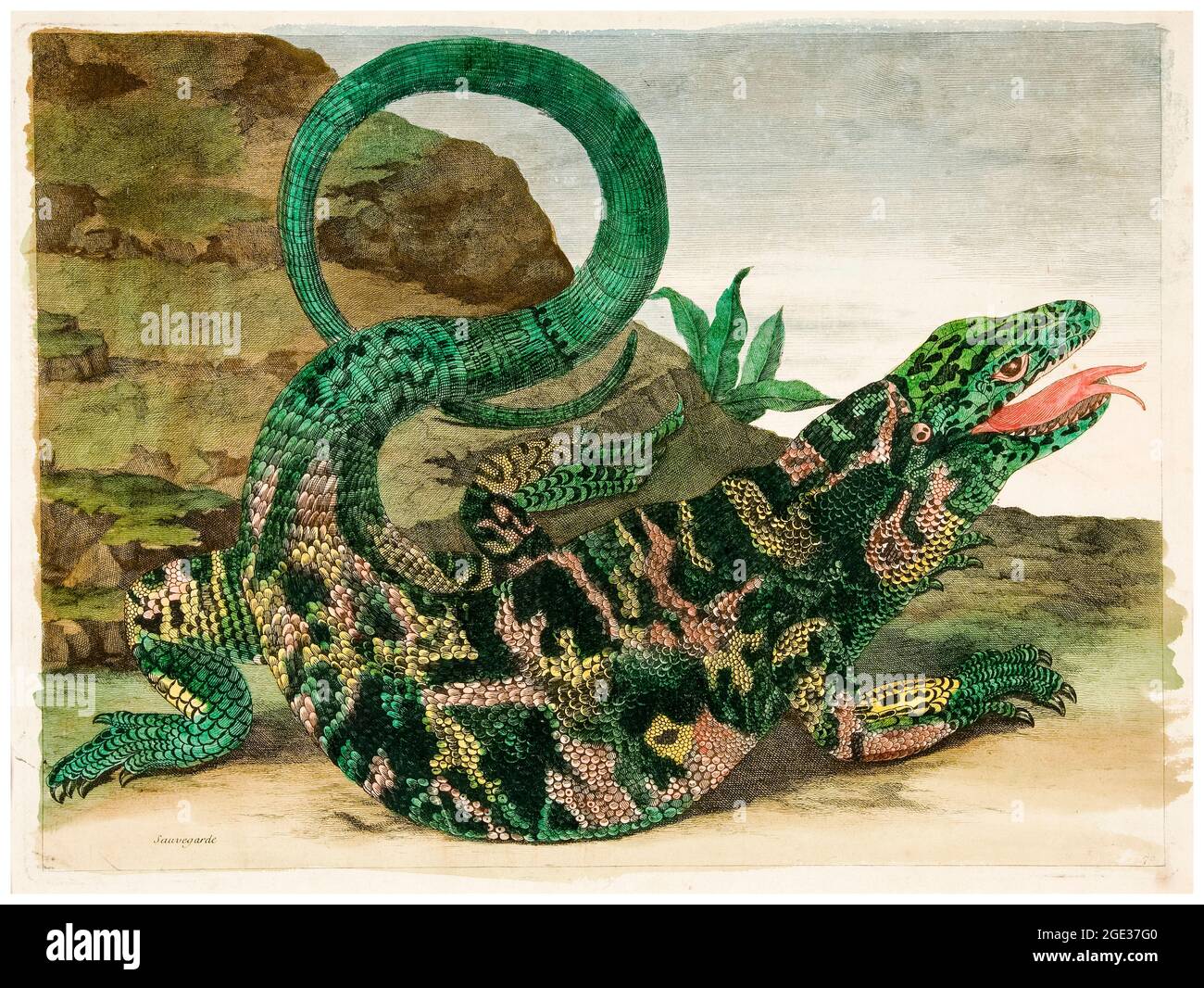 Maria Sibylla Merian, Eidechse, aus, Metamorphosis Insectorum Surinamensium, Illustration, 1705 Stockfoto