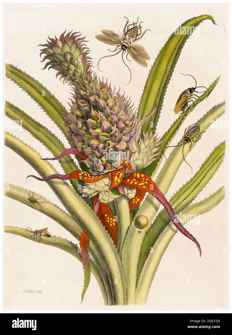 Maria Sibylla Merian, Illustration aus dem 18. Jahrhundert, Ananas mit südamerikanischen Kakerlaken, 1719 Stockfoto