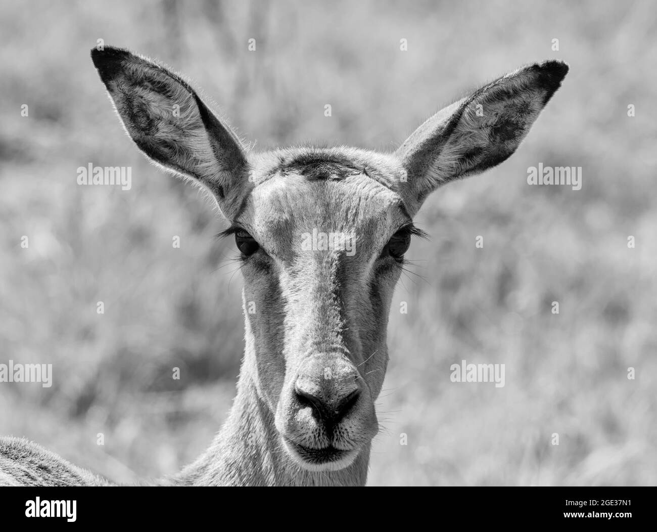 Nahaufnahme eines weiblichen Impalas Gesicht in der südafrikanischen Savanne Stockfoto