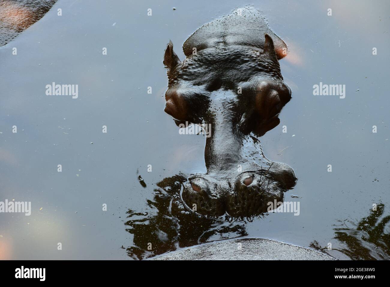 Versteckter Nilpferd auf dem Wasser, versteckter Nilpferd im Wasser, Flusspferd, Flusspferd, gefährlicher Nilpferd auf dem strahlend klaren Wasser Stockfoto