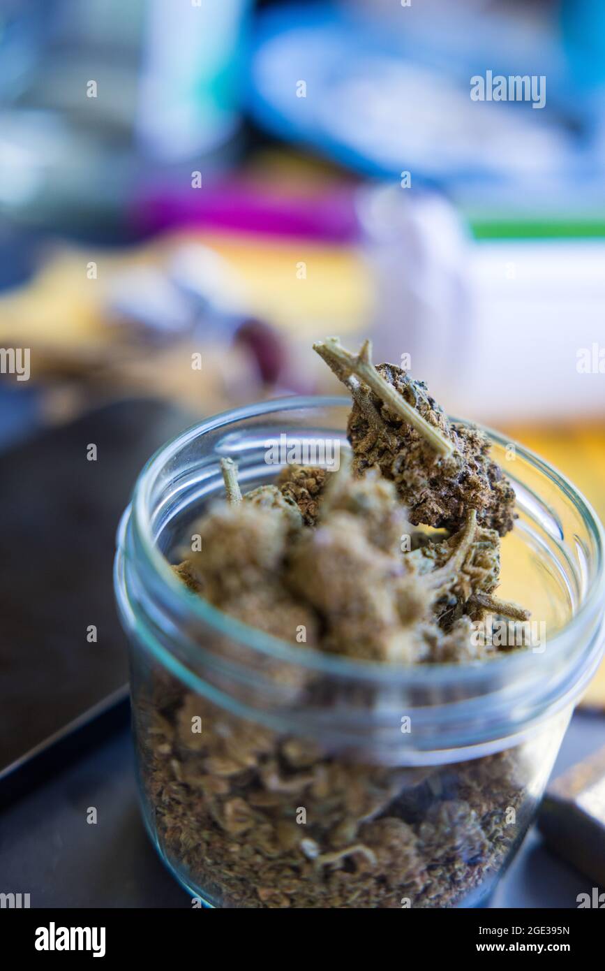 Selektive Fokusaufnahme von getrocknetem Marihuana in einem Glasgefäß Stockfoto